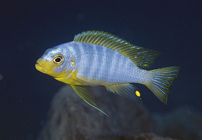 Maylandia aurora 'Mala Point'